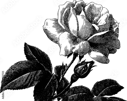 Engraved blooming rose illustration in black and white for botanical art and design