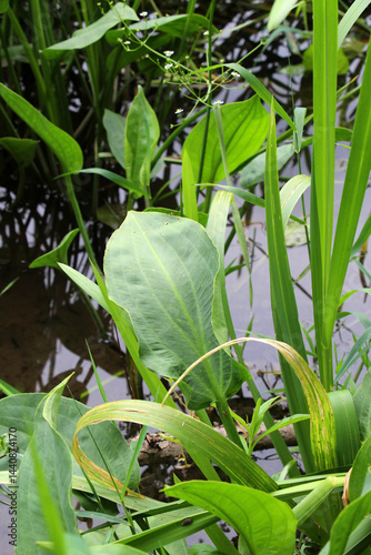 Fotografie Alisma plantago-aquatica grows in the shallows of the river