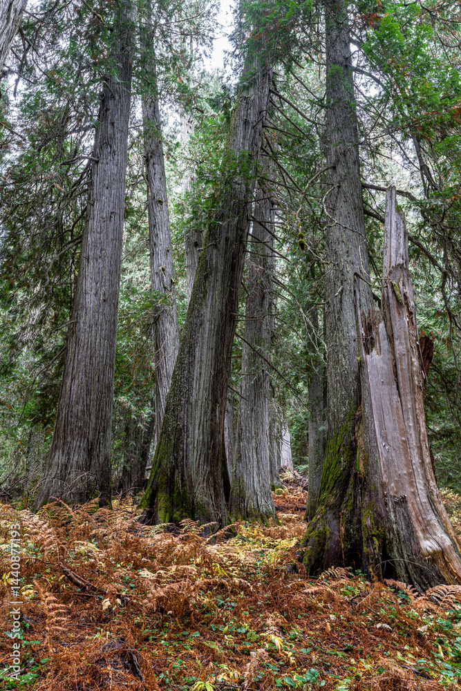 Western Red Cedar Trees (Thuja plicata) in the Hobo Cedar Grove Botanical Area, ID