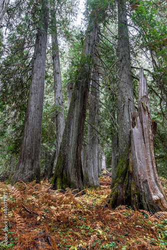 Obraz na płótnie Western Red Cedar Trees (Thuja plicata) in the Hobo Cedar Grove Botanical Area, ID w salonie