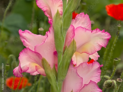 Detail of a bright pink large flowered gladiolus flower in the garden, selective focus with bokeh background 