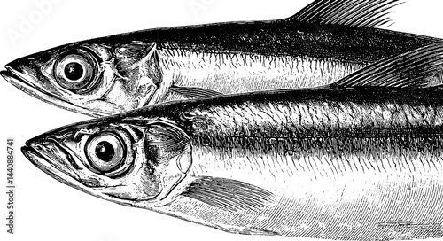 Detailed engraving of two mackerel fish in black and white.