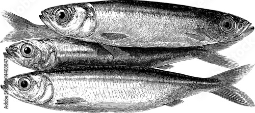 Vintage engraving of three atlantic herrings in detailed black and white illustration.