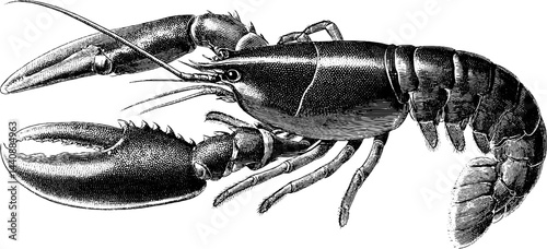 Detailed vintage illustration of a lobster with claws and antennae.