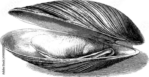 Detailed black and white clam illustration with open shell and visible interior.