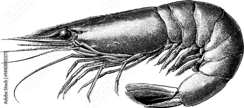 Detailed black and white engraving of a large shrimp with intricate linework.