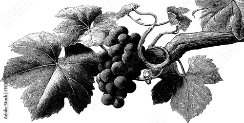 Vintage engraving of grapes on vine with detailed leaves and tendrils.