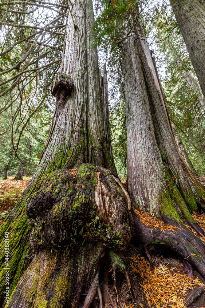 Burl on a Western Red Cedar Tree (Thuja plicata) in the Hobo Cedar Grove Botanical Area, ID