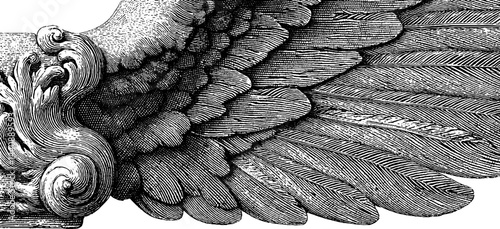Detailed black and white vintage bird wing engraving art with intricate feathers.
