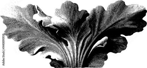 Vintage botanical illustration of leafy seaweed print.