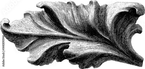 Vintage botanical illustration of detailed leaf design.