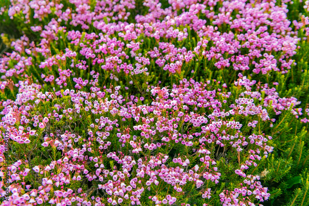 Obraz premium Meadow with wildflower of mountain heather flower in nature. Summer nature. Flowering plant. Flower flowering background. Mountain heather blossom. Pink mountain heather meadow flower