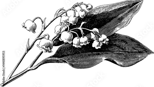 Elegant engraved illustration of a lily boutonniere for wedding designs