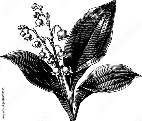 Elegant engraved illustration of a lily boutonniere for wedding designs
