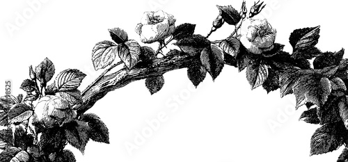 Engraved illustration of ivy and rose wedding arch design for elegant decor.