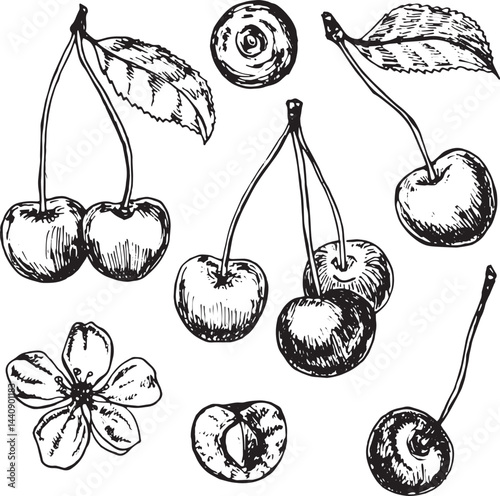 Hand-drawn cherry set: three cherries, two cherries, one cherry, and a cherry blossom, black and white sketch on white background