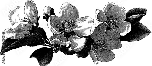 Vintage 1950s woodcut style black and white floral design for print and decoration