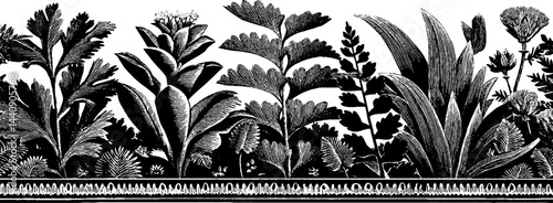 Vintage 1950s botanical illustration in black and white woodcut style