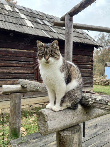 Gray and white cat in the garden - Cute cat sitting on a bench outdoor