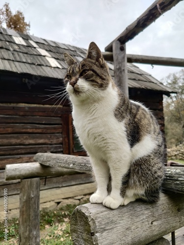 Gray and white cat in the garden - Cute cat sitting on a bench outdoor