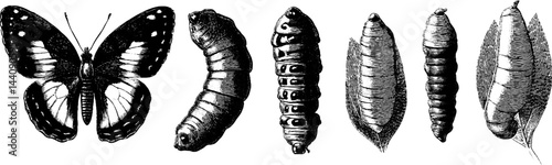 Metamorphosis of a butterfly in 1950s woodcut style black and white illustration