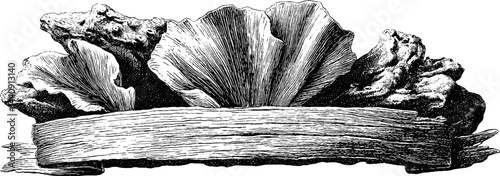 This is a richly descriptive prompt for a black-and-white engraved illustration that captures the organic elegance of barnacles on driftwood