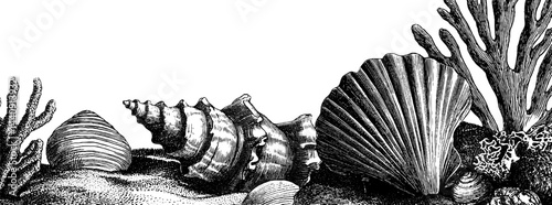 Intricate engraved illustration of seashells and coral for nautical design