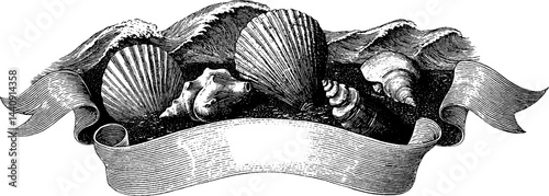Vintage engraving of seashells with waves and ribbon border for nautical decor or print design