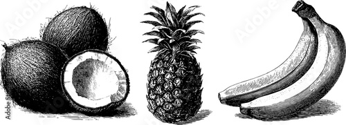 Tropical fruits engraving set featuring coconut, pineapple, and banana for design use