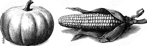 Vintage harvest collection featuring pumpkin and corn cob for autumn design