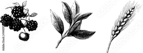 Engraved autumn botanical collection featuring berries, leaves, and wheat for seasonal design