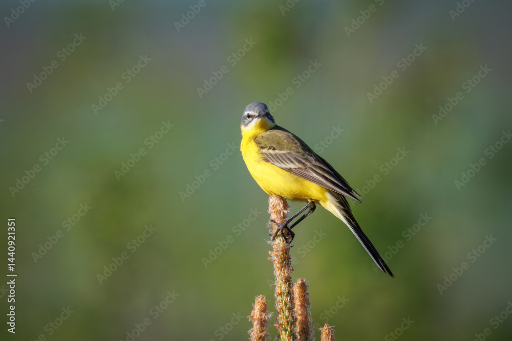 Fototapeta premium A close-up of a male Western Yellow Wagtail sitting on top of a pine tree, looking toward the camera lens on a sunny spring evening with a green background.