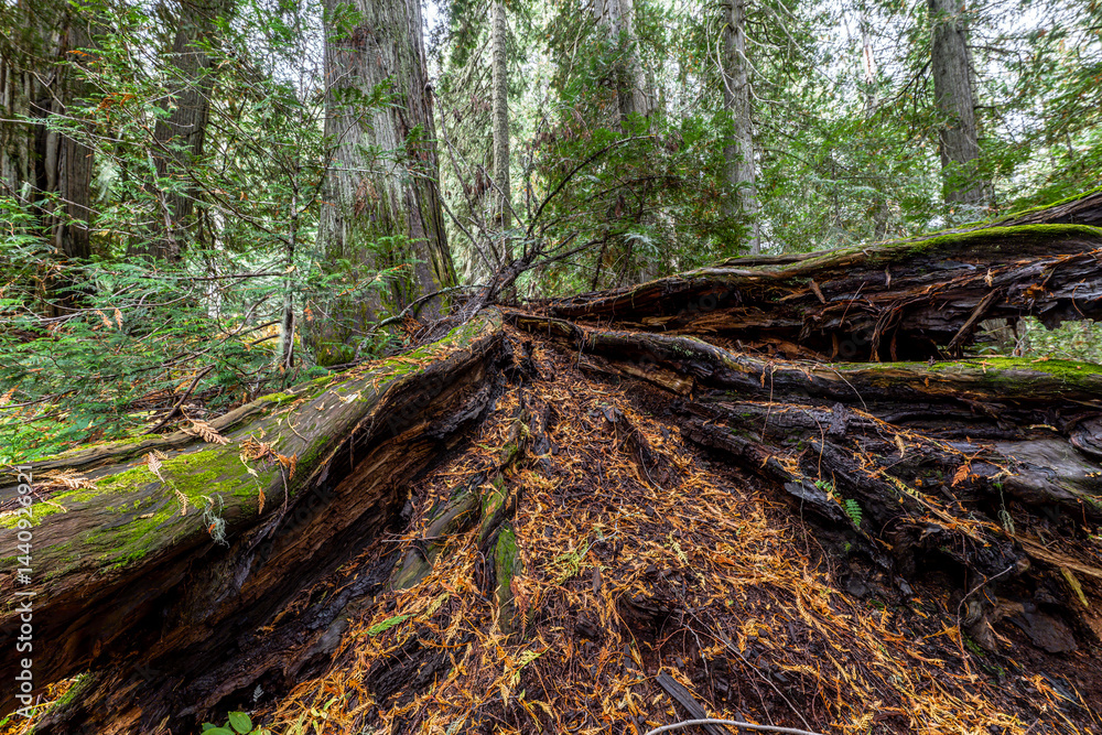 Western Red Cedar Trees (Thuja plicata) in the Hobo Cedar Grove Botanical Area, ID