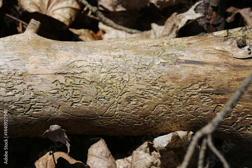 Obraz na płótnie Tree bark with insect traces. Natural texture background. Forest decay concept. Organic wood pattern. Nature destruction detail. Fallen branch in autumn forest. Closeup view of damaged tree surface. w salonie