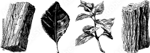 Engraved illustration set of bark texture and dry leaves for design and botanical study