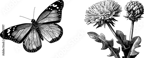 Vintage engraved illustration of butterfly and dandelion for nature design