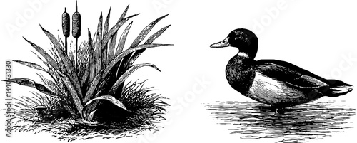 Engraved illustration of lake scene with reed and duck for nature design