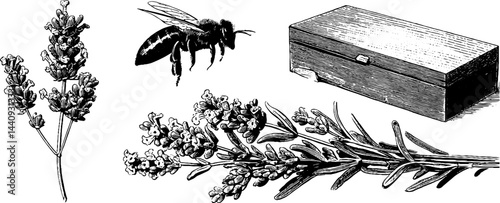 Engraved botanical set with honeybee and lavender for nature-themed designs