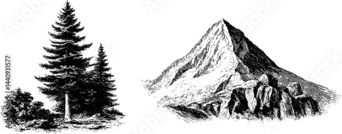 Engraved illustration of mountain pine and rugged rock formation for nature design