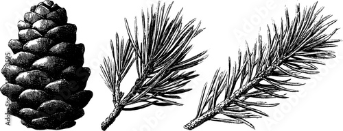 Intricate engraving of pinecone and fir branch for nature design
