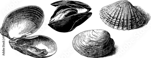 Engraved illustration set of scallops and mussels for culinary and marine design