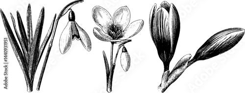 Vintage botanical engraving of snowdrops and crocus flowers for nature and art projects