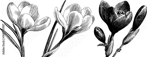 Vintage botanical art of snowdrop and crocus flowers for design and decoration