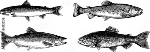 Detailed engraved illustration of trout and cod fish species collection for design
