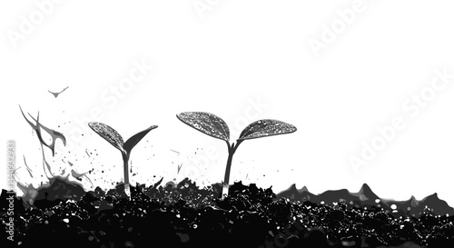 Seedlings sprouting in moist soil against a white background