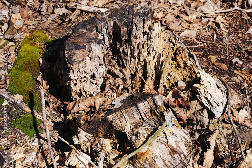 Old tree stump in forest. Natural wood decay. Organic texture of nature. Broken tree remains. Weathered wood surface. Woodland scene. Nature concept. Dead tree detail in wild forest.