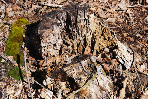 Obraz na płótnie Old tree stump in forest. Natural wood decay. Organic texture of nature. Broken tree remains. Weathered wood surface. Woodland scene. Nature concept. Dead tree detail in wild forest. w salonie