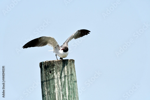 Laughing Gull Balancing on Weathered Wooden Post