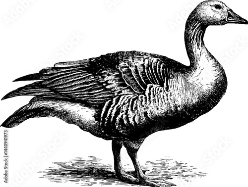 Detailed engraving of a gander in black bold lines for ornithological study