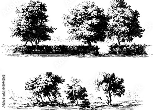 Engraved illustration of country hedge with trees in black and white for nature design